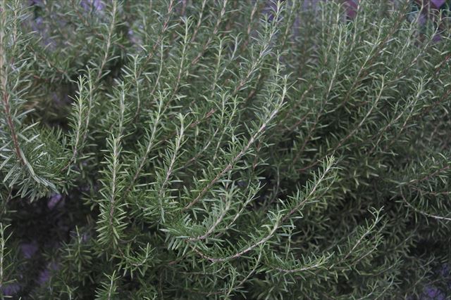 ローズマリーも長く育てるとこんなに大きくなります