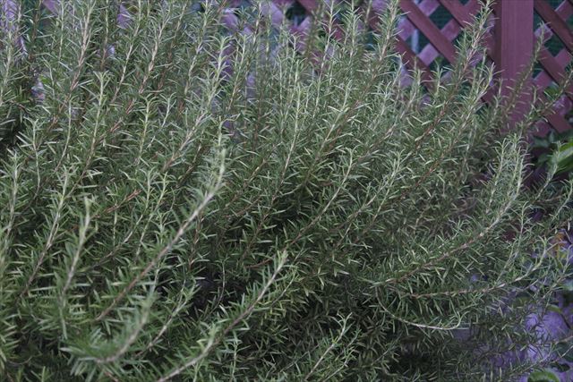 ローズマリーとラティスのあるお宅