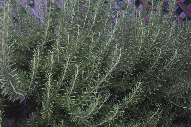 ローズマリーってこんなに大きくなるんだね