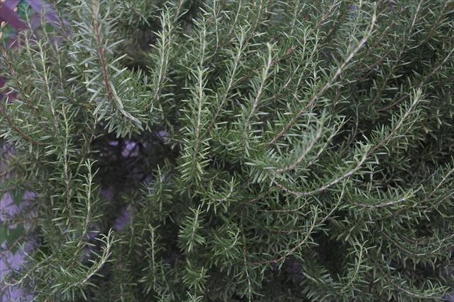 大きくなるとすごいなローズマリー