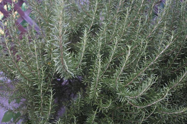 ローズマリーがあんまりステキだったので