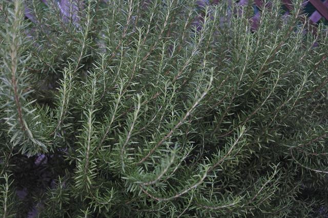 ローズマリーを写真に撮ってみたら