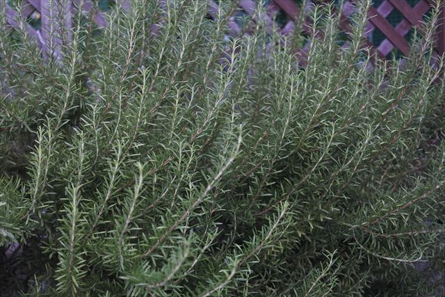 ローズマリーの木があるガーデン