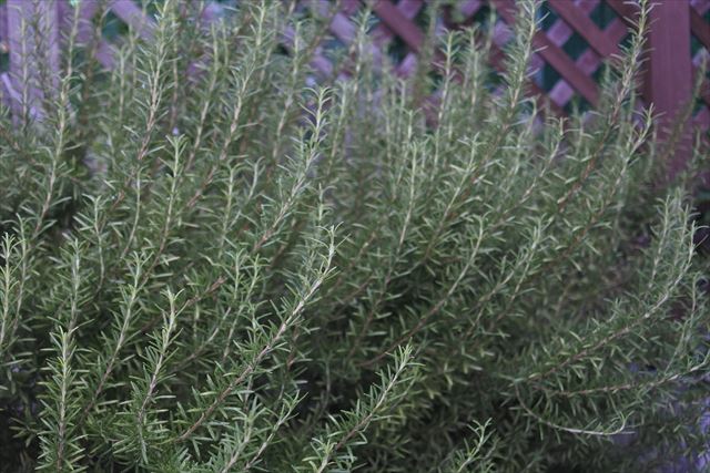 ローズマリーのある家