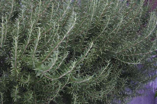 ローズマリーのある庭