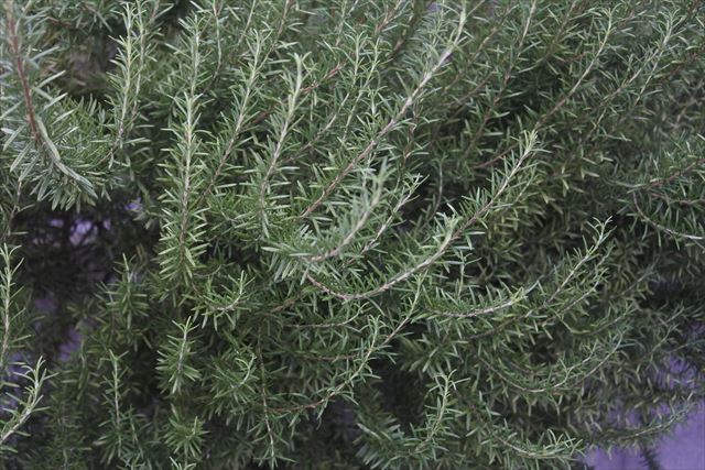 ローズマリーのあるお宅