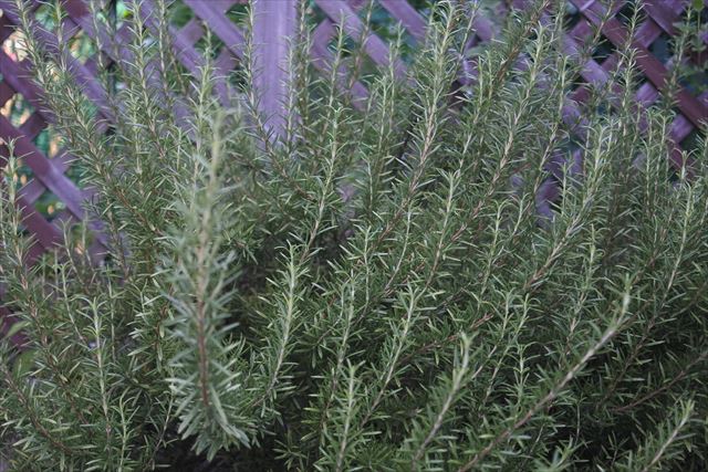 ローズマリーとラティスの庭園