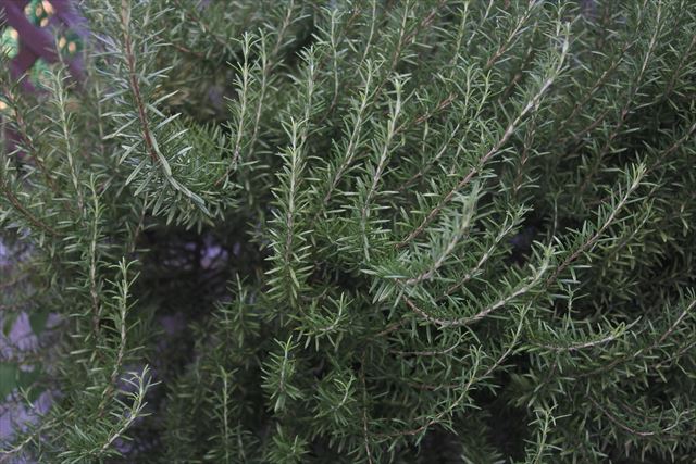 ハーブガーデン。ローズマリー