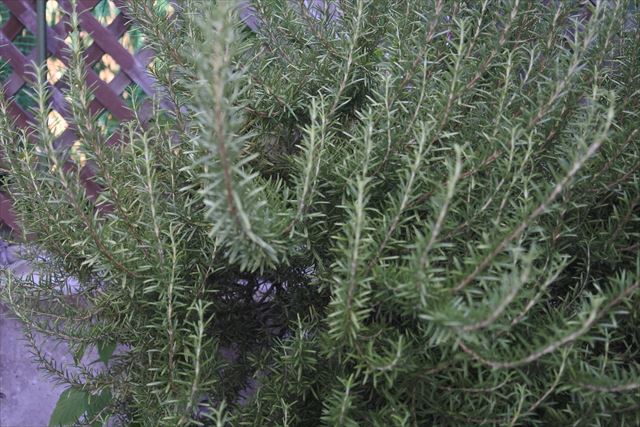 ローズマリーとラティスのお庭