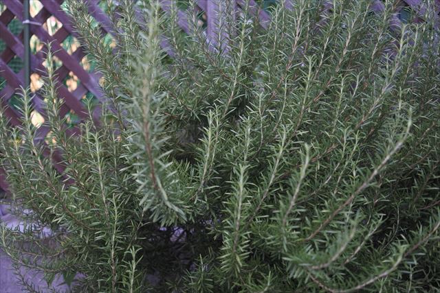 ラティスとローズマリーの木