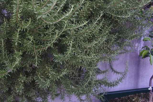 写真を撮らせてもらいました。ローズマリー