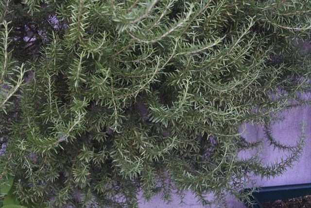 美しいローズマリー