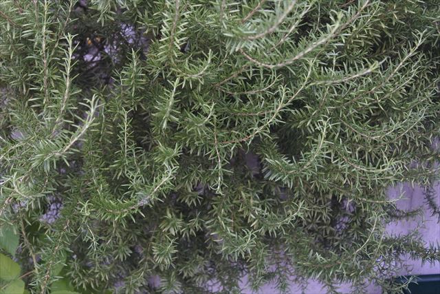 ローズマリーは香りもいいです