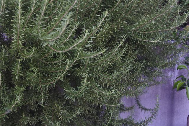 ローズマリー。何年も経つとこんなに大きくなるんだね。