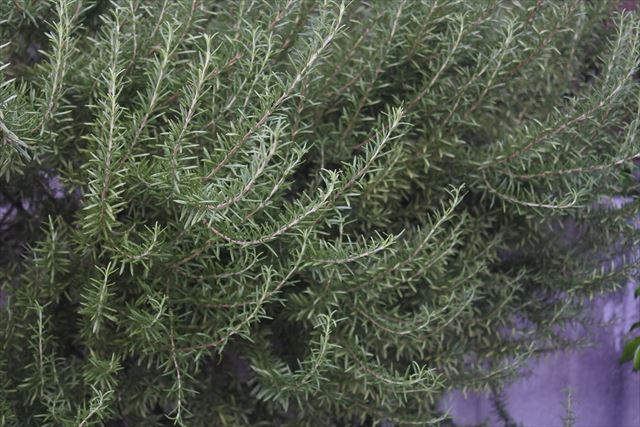 ローズマリーを１２年育てているそうです