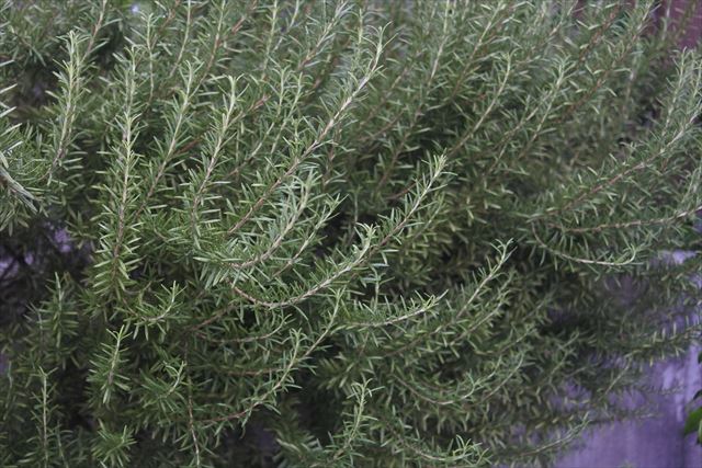 庭にあったローズマリー