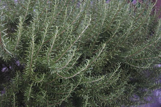 大きなハーブ。ローズマリーです