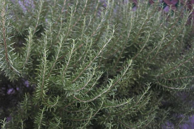 ハーブ。ローズマリー