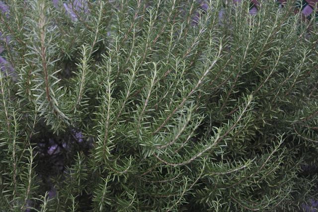 きれいなローズマリー