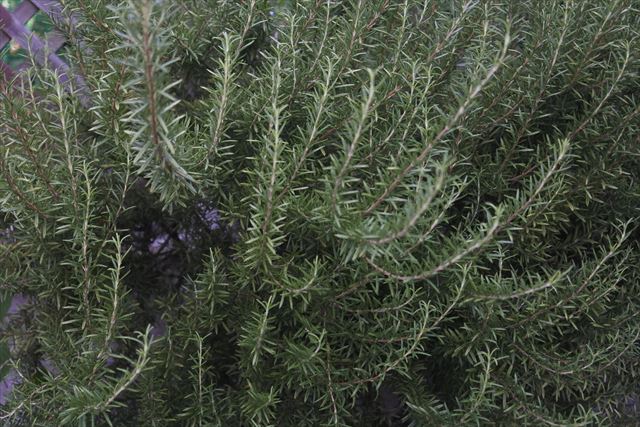 私の好きなローズマリー