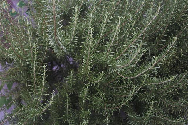 ローズマリーが大好き