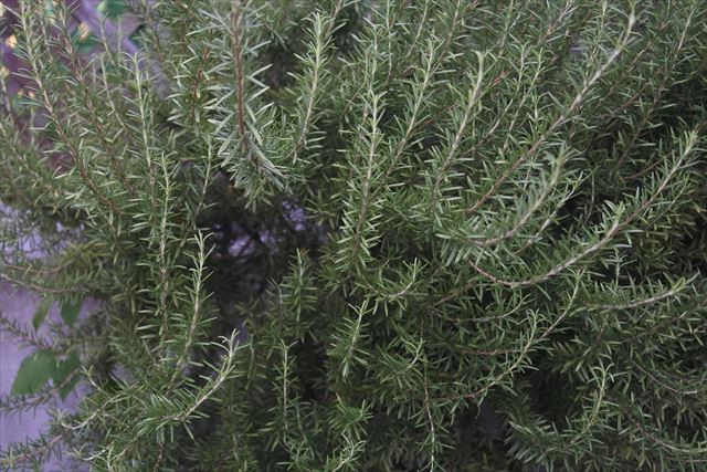 ローズマリーの種類はハーブです