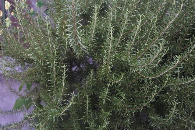 ローズマリーは育てやすい植物