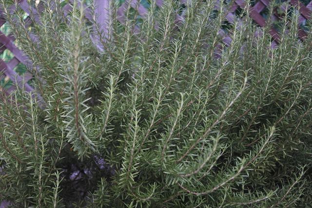 ローズマリーっておしゃれ