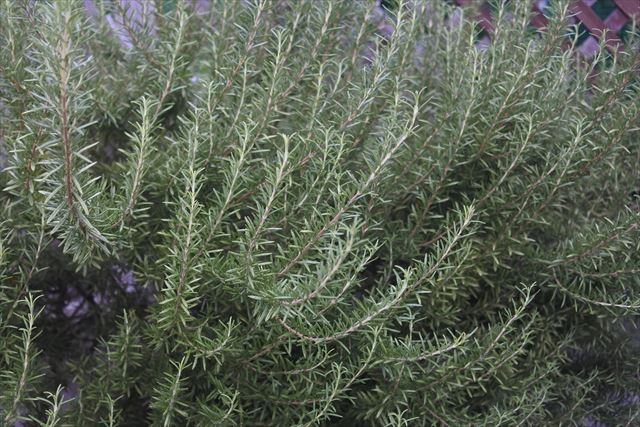 ローズマリーはとてもいい香りがします