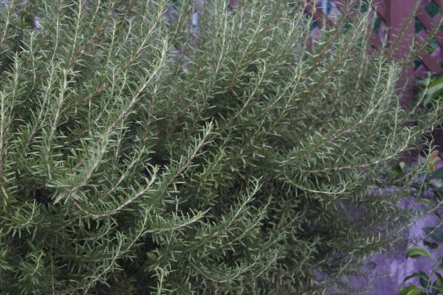 １２年経ったローズマリー