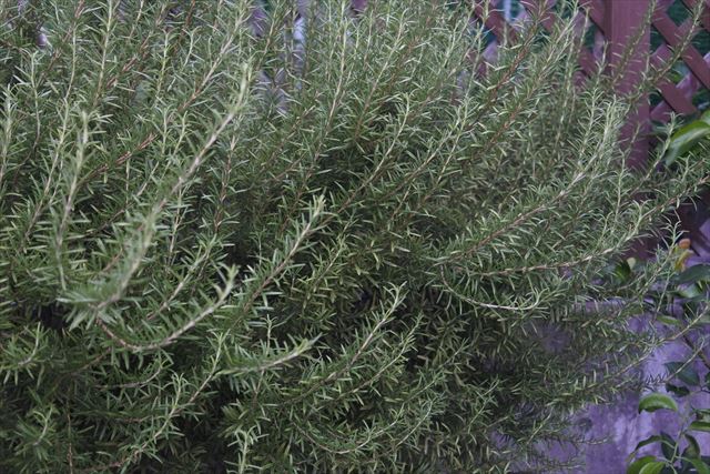 ローズマリーを１１年育てています