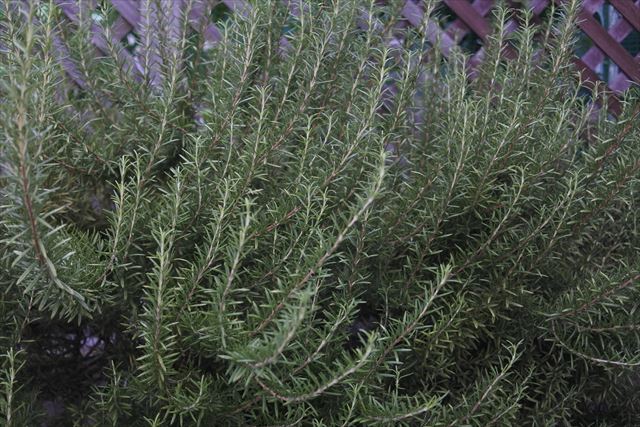 ラティスとローズマリー