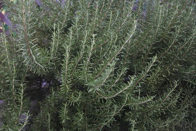 いい香りだと思ったらローズマリーでした