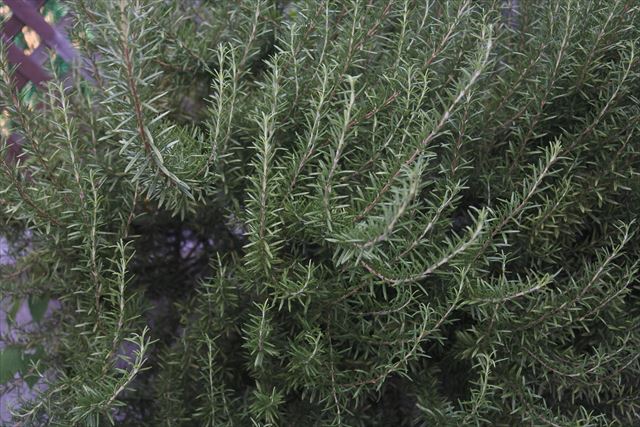 大きなローズマリーを発見