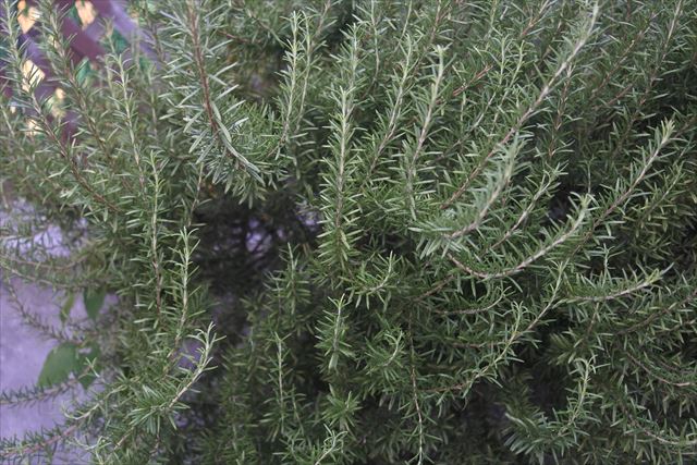 ローズマリーの写真です。どうぞ