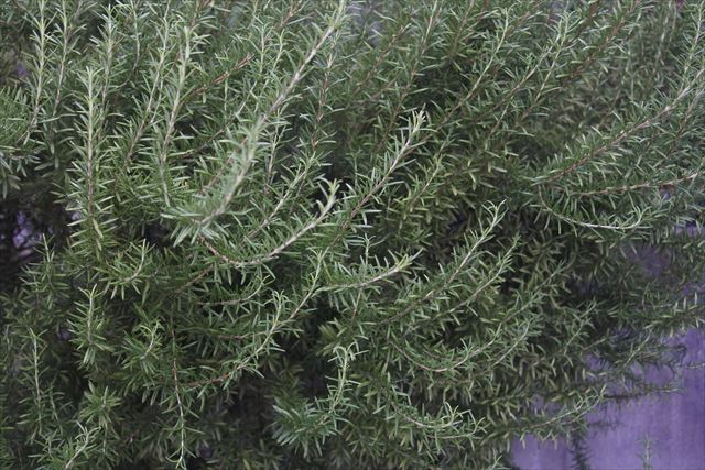 ローズマリーを１０年育てたら・・