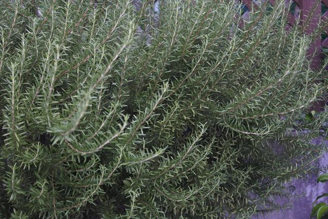 庭のローズマリー