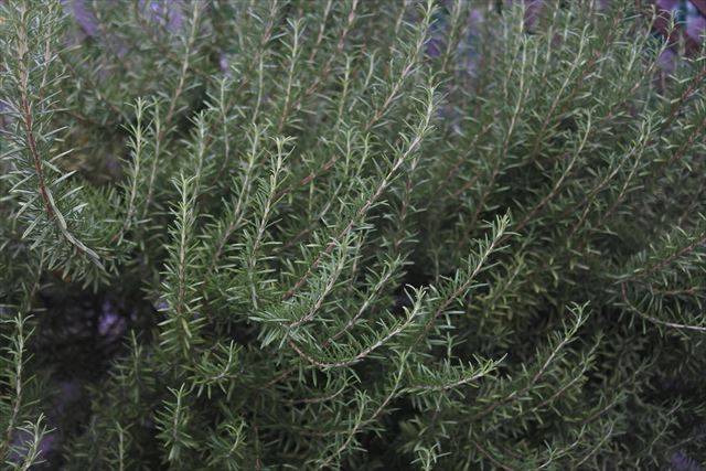 ローズマリーが美しい
