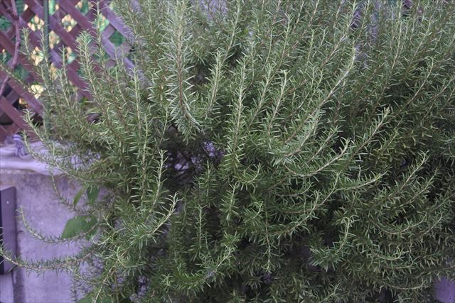 ローズマリーはハーブなので育てやすいです