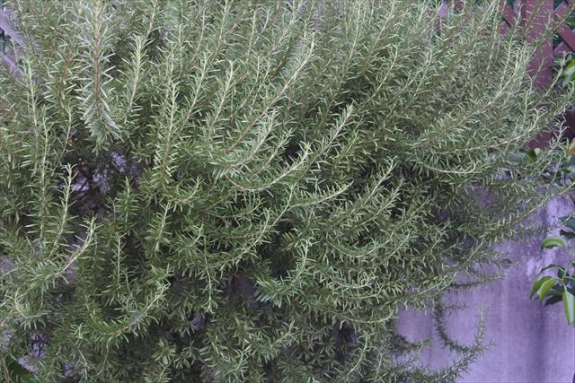 ハーブの１種ローズマリー