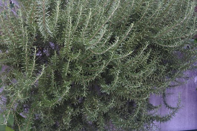 近くの公園にローズマリーがありました