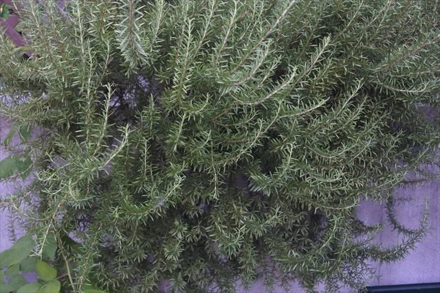 大きなローズマリーに驚きました