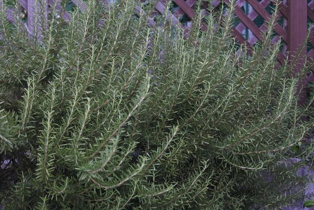 近所のローズマリー