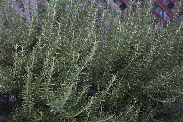 ローズマリーが茂っていました