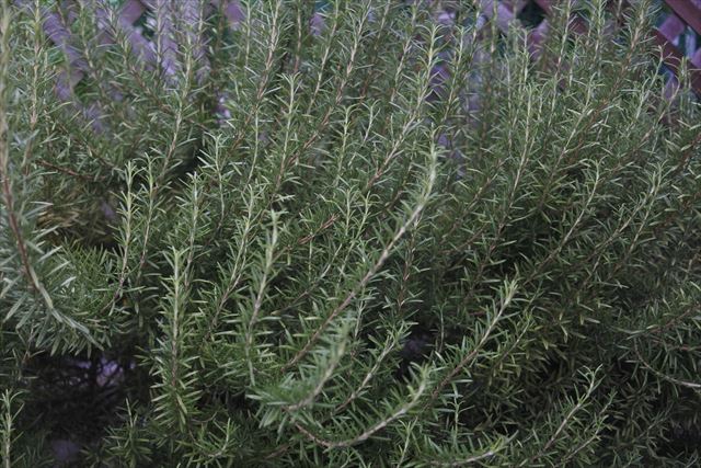 ほっといたら大きくなったローズマリー