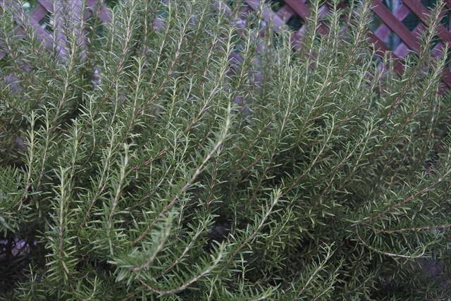 ローズマリーは育てやすいです