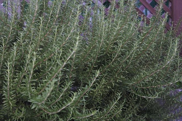 ハーブの１種ローズマリー