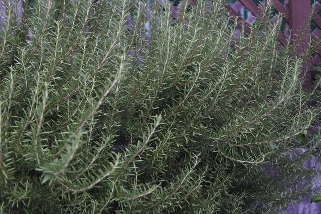 ローズマリーはハーブです