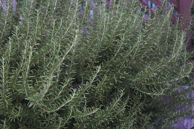 ラティスの前のローズマリー