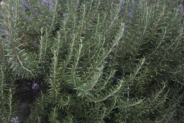 １１年育てたローズマリー